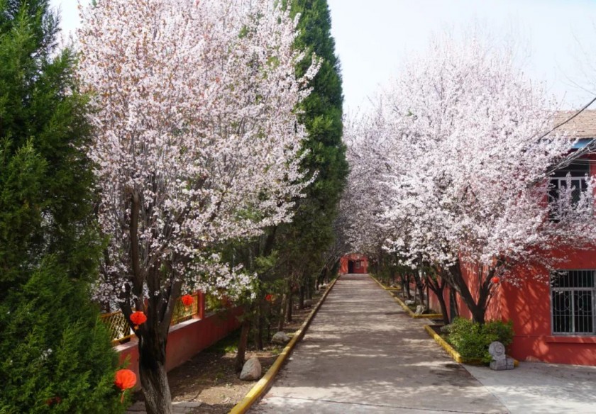 走！带你一起寻找三和校园春色